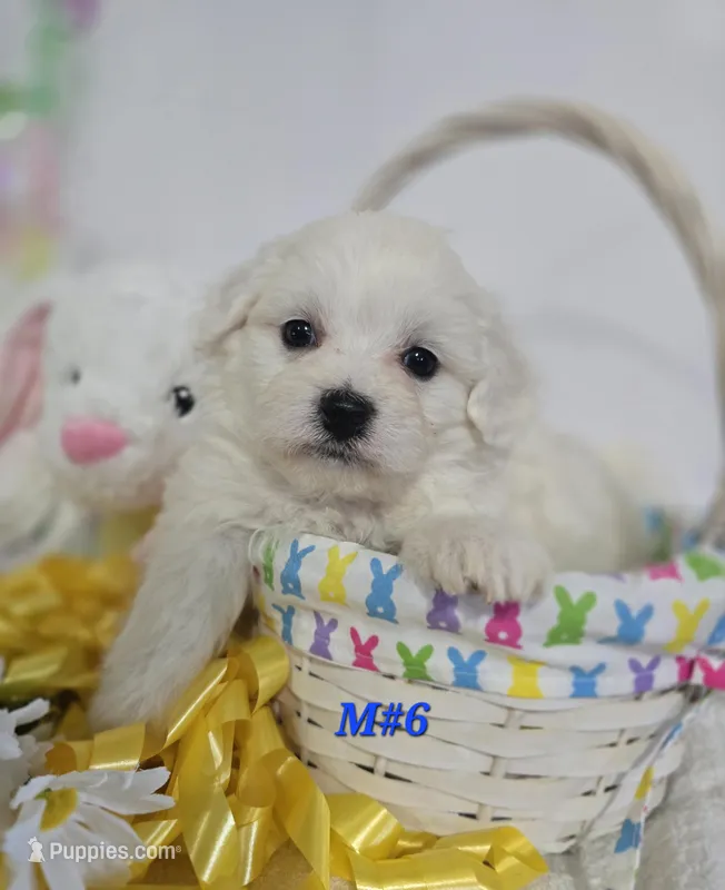 M#6 – Bichon Frise, Maltese puppy for sale in Russellville, KY