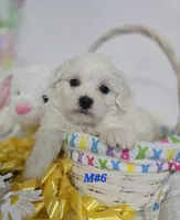 M#6, a male Bichon Frise and Maltese for sale in Russellville, KY – Photo 1 of 5