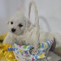M#6, a male Bichon Frise and Maltese for sale in Russellville, KY – Photo 3 of 5
