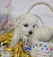 M#6, a male Bichon Frise and Maltese for sale in Russellville, KY – Photo 4 of 5
