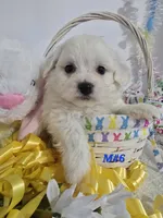 M#6, a male Bichon Frise and Maltese for sale in Russellville, KY – Photo 5 of 5