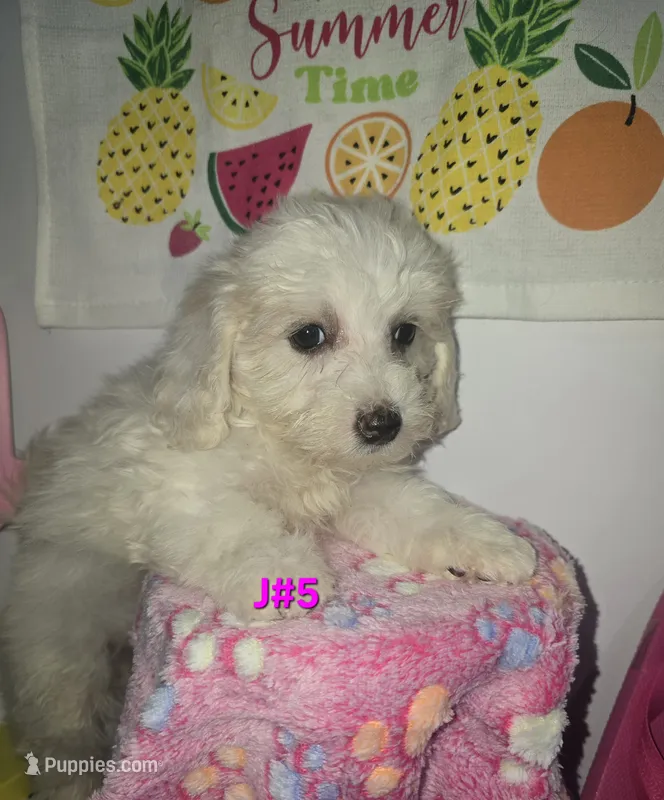 J#5 – Maltipoo puppy for sale in Russellville, KY