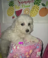 J#5, a female Maltipoo for sale in Russellville, KY – 1 of 5