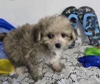 L#3, a male Pomapoo for sale in Russellville, KY – 5 of 5
