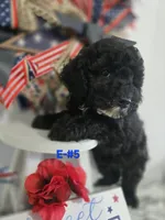 E-#5, a male Bichpoo for sale in Russellville, KY – 2 of 6