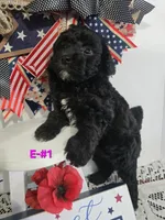 E-#1, a female Bichpoo for sale in Russellville, KY – 5 of 5