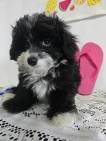 L#1, a female Pomapoo for sale in Russellville, KY – 5 of 5
