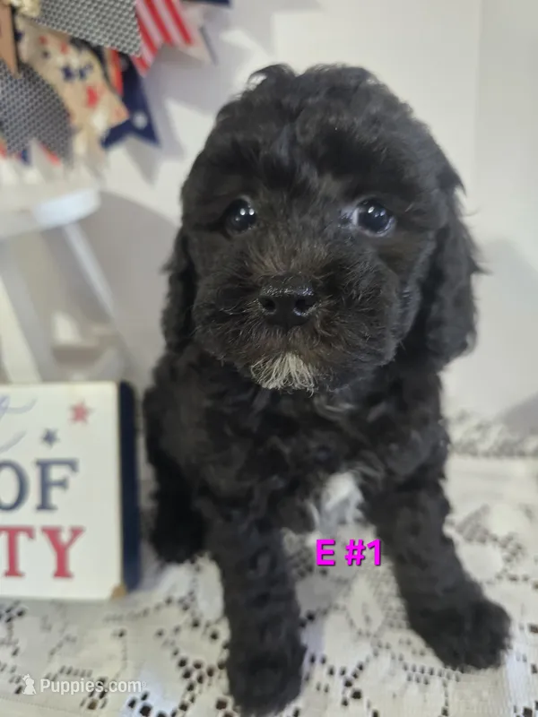 E-#1 – Bichpoo puppy for sale in Russellville, KY