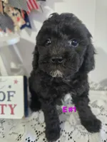 E-#1, a female Bichpoo for sale in Russellville, KY – 1 of 5