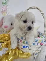 M#5, a male Bichon Frise and Maltese for sale in Russellville, KY – Photo 3 of 5