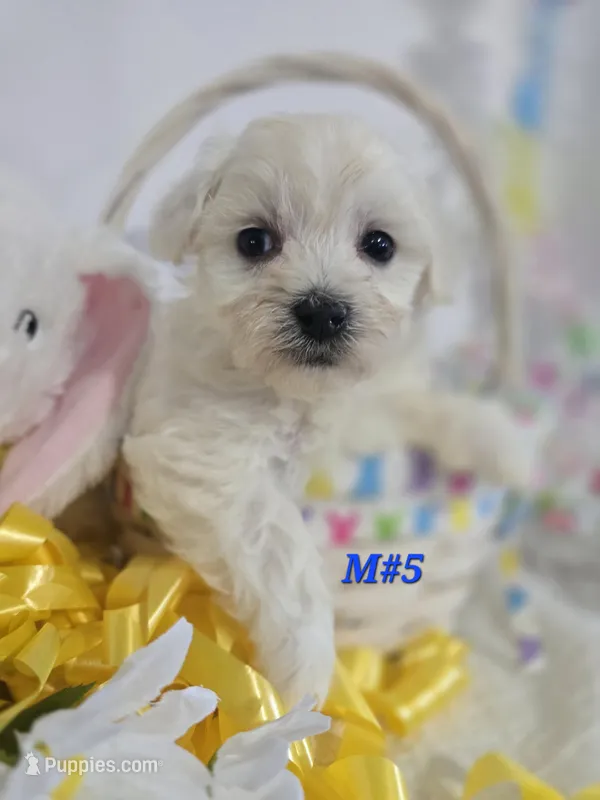 M#5 – Bichon Frise, Maltese puppy for sale in Russellville, KY