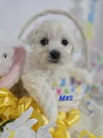 M#5, a male Bichon Frise and Maltese for sale in Russellville, KY – Photo 1 of 5