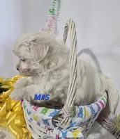 M#5, a male Bichon Frise and Maltese for sale in Russellville, KY – Photo 4 of 5