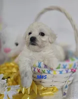 M#5, a male Bichon Frise and Maltese for sale in Russellville, KY – Photo 2 of 5