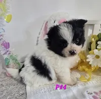 P#4, a female Pomapoo for sale in Russellville, KY – Photo 5 of 6