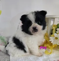 P#4, a female Pomapoo for sale in Russellville, KY – Photo 1 of 6