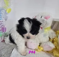 P#4, a female Pomapoo for sale in Russellville, KY – Photo 2 of 6