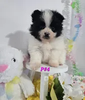 P#4, a female Pomapoo for sale in Russellville, KY – Photo 6 of 6