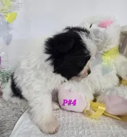 P#4, a female Pomapoo for sale in Russellville, KY – Photo 3 of 6