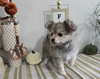 L#1, a female Maltipom for sale in Russellville, KY – 3 of 6