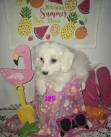 J#6, a female Maltipoo for sale in Russellville, KY – 1 of 5