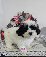 J#2, a female Poodle - Miniature  for sale in Russellville, KY – 3 of 7