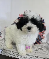 J#2, a female Poodle - Miniature  for sale in Russellville, KY – 4 of 7