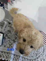 E-#3, a male Bichpoo for sale in Russellville, KY – 2 of 5