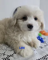 L#4, a male Pomapoo for sale in Russellville, KY – 2 of 5