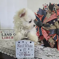 M#3, a male Maltipom for sale in Russellville, KY – 3 of 6