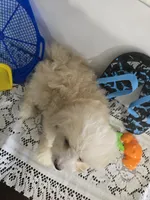 L#4, a male Pomapoo for sale in Russellville, KY – 3 of 5