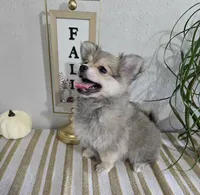 L#1, a female Maltipom for sale in Russellville, KY – 4 of 6