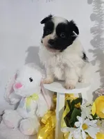 P#1, a male Pomapoo for sale in Russellville, KY – Photo 2 of 5