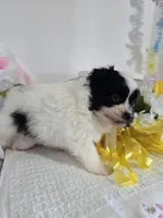 P#1, a male Pomapoo for sale in Russellville, KY – Photo 3 of 5