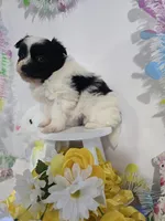 P#1, a male Pomapoo for sale in Russellville, KY – Photo 4 of 5