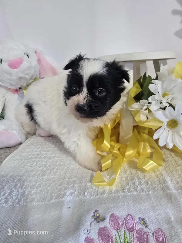 P#1 – Pomapoo puppy on hold in Russellville, KY