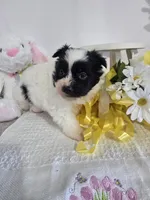 P#1, a male Pomapoo for sale in Russellville, KY – Photo 1 of 5