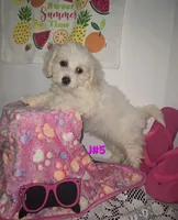 J#5, a female Maltipoo for sale in Russellville, KY – 2 of 5