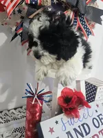 E-#2, a male Bichpoo for sale in Russellville, KY – 5 of 5