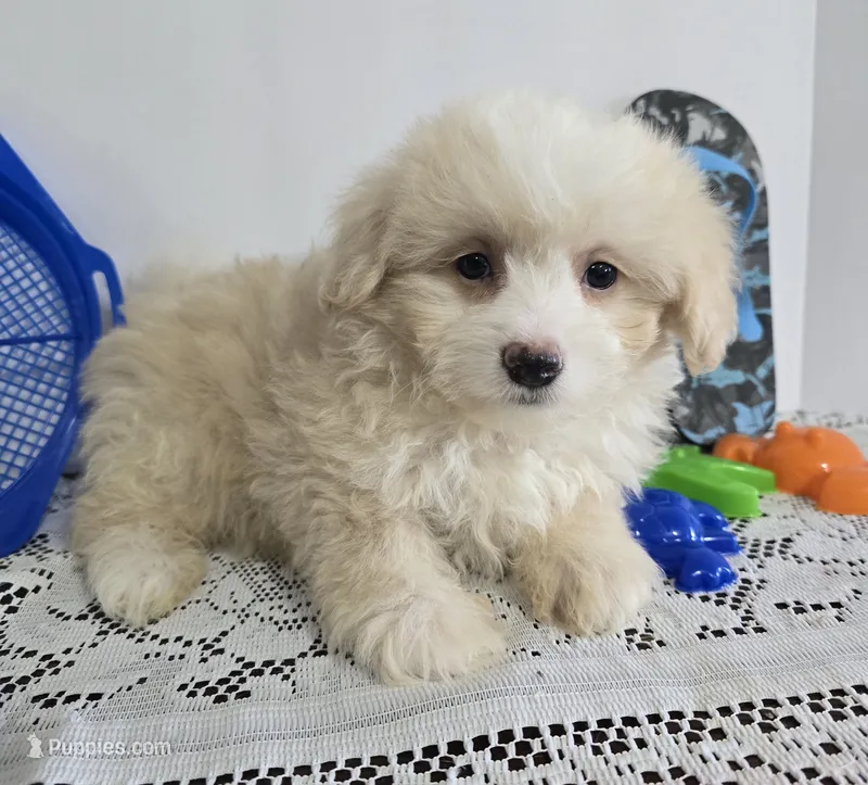 L#4 – Pomapoo puppy for sale in Russellville, KY