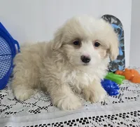 L#4, a male Pomapoo for sale in Russellville, KY – 1 of 5