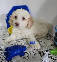 J#3, a male Maltipoo for sale in Russellville, KY – 2 of 5