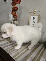 K#2, a male Bichon Frise and Maltipoo for sale in Russellville, KY – 4 of 5