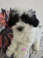 J#2, a female Poodle - Miniature  for sale in Russellville, KY – 7 of 7