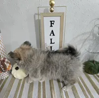 L#1, a female Maltipom for sale in Russellville, KY – 6 of 6