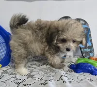 L#3, a male Pomapoo for sale in Russellville, KY – 4 of 5