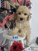 E-#3, a male Bichpoo for sale in Russellville, KY – 3 of 5