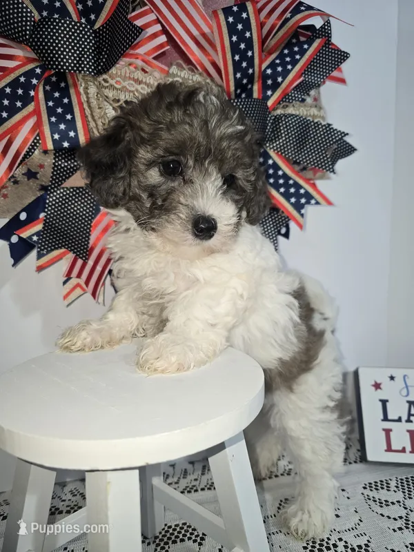 Jess-#1 – Bichpoo puppy for sale in Russellville, KY
