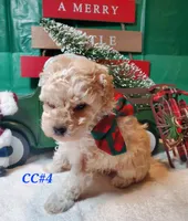 CC#4, a male Poodle - Miniature  for sale in Russellville, KY – Photo 3 of 3