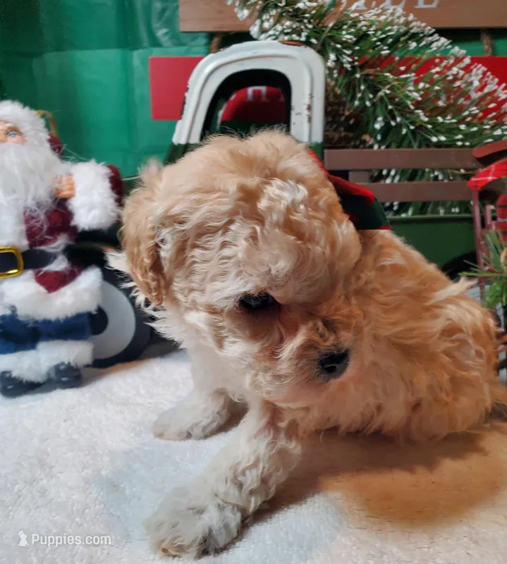 CC#4, a male Poodle - Miniature  for sale in Russellville, KY – Photo 1 of 3